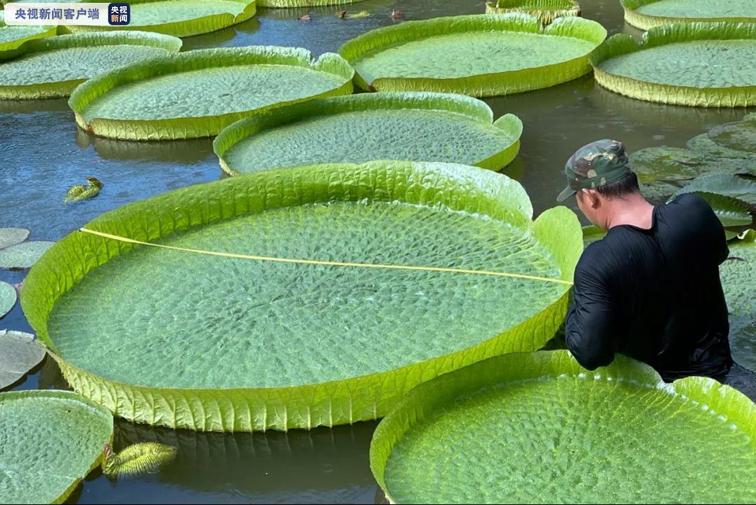 1.92米！云南西双版纳王莲叶片达六十年来最大直径 可承重六七十公斤 