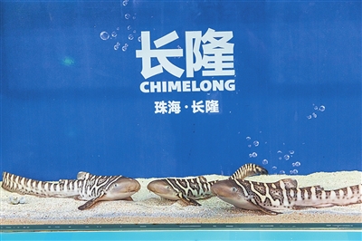 珠海长隆海洋王国再次成功繁育豹纹鲨
