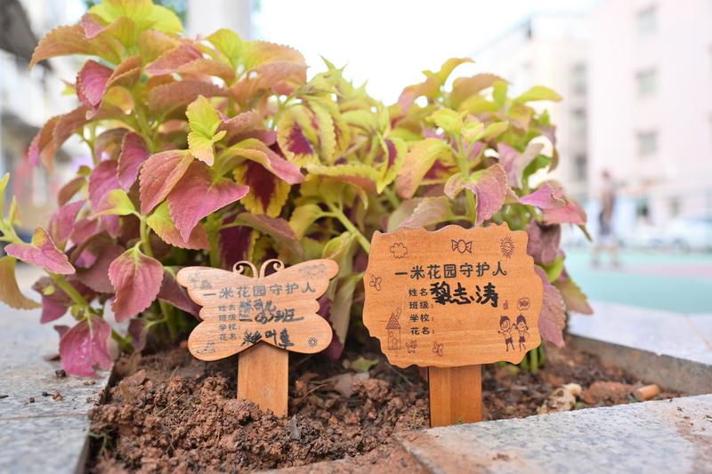 观湖新田社区三个“一米花园”微改造完成！25名儿童成首批守护人