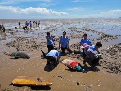 浙江台州2头搁浅瓜头鲸放归过程中死亡，具体原因待分析