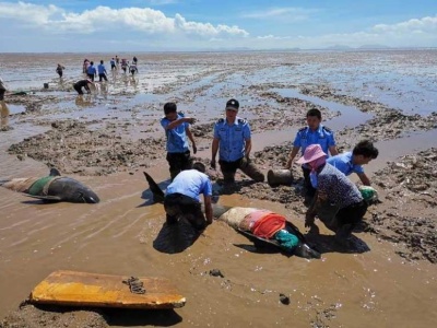 浙江临海搁浅的五条瓜头鲸遗体将捐献用于科研