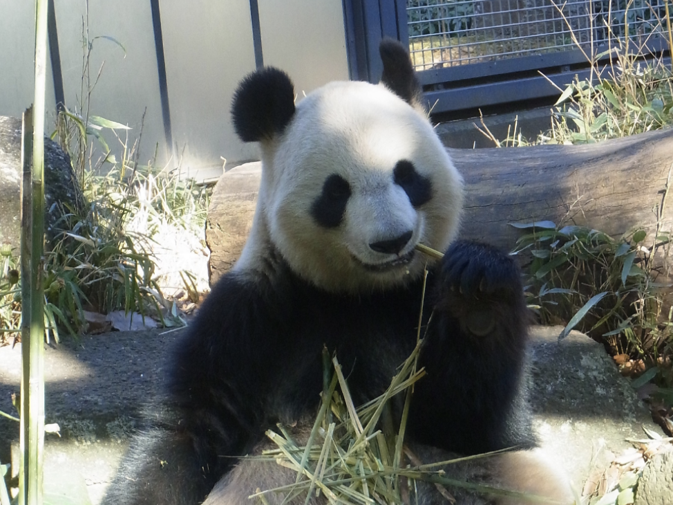 喜讯再来！旅日大熊猫“仙女”上月产仔原来是对龙凤胎