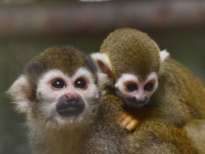 深圳野生动物园松鼠猴家族喜添“两娃”