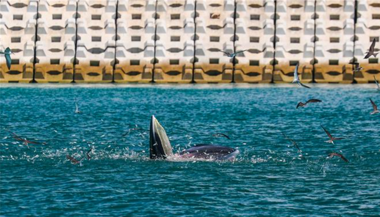 IN视频｜旋转跳跃一口吞！看“小布”在大鹏湾如何欢乐“恰饭”