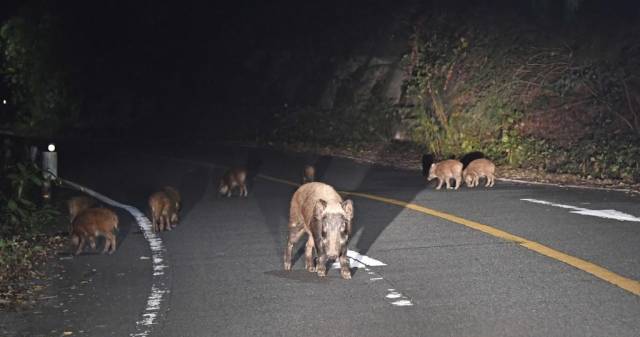 日本福岛大学研究：福岛核事故后，当地出现放射性杂交野猪 