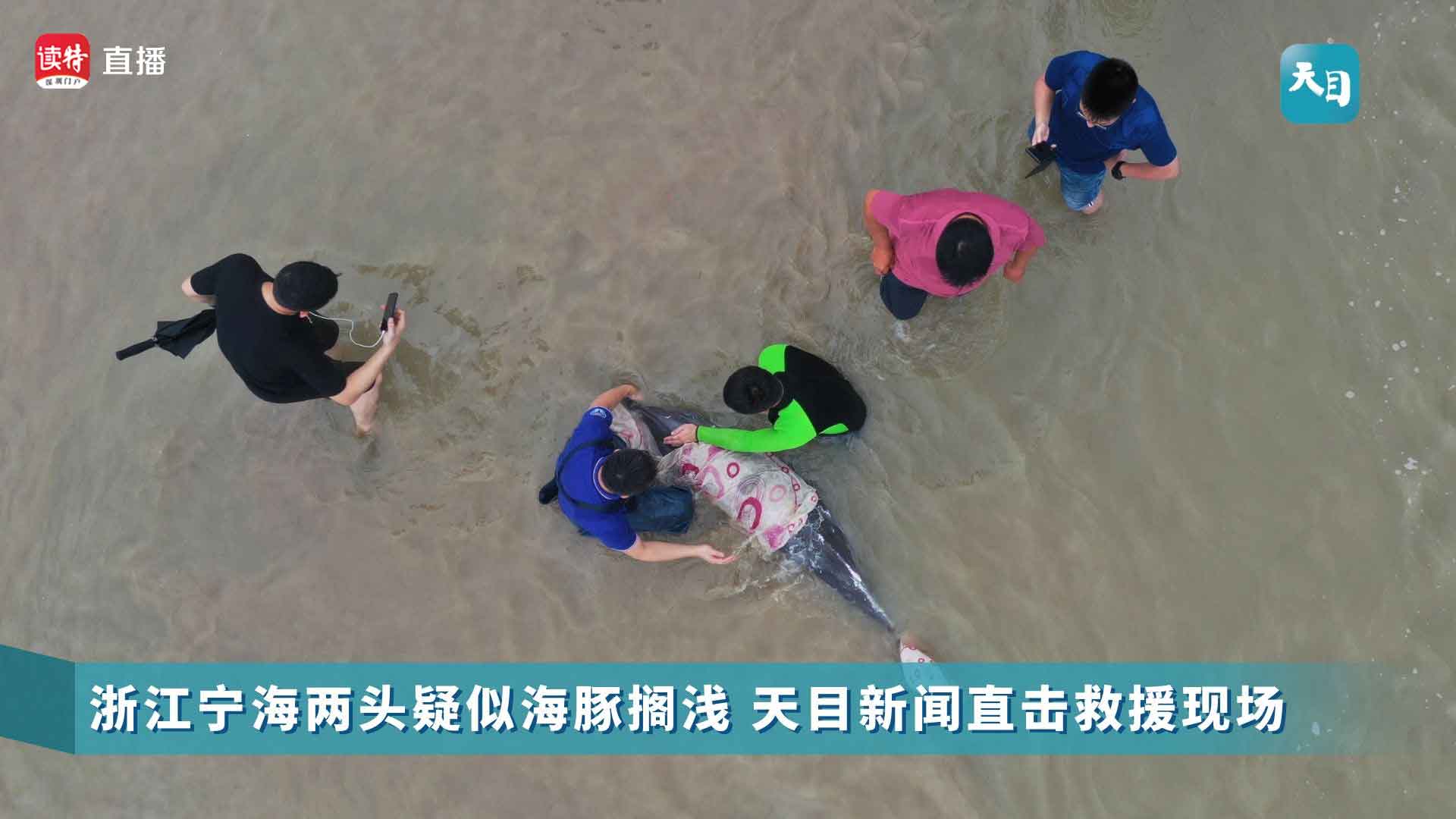 直播回顾丨浙江宁海两头疑似海豚搁浅 天目新闻直击救援现场