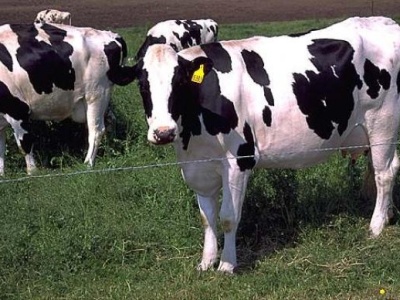 俄罗斯成功克隆转基因奶牛可产无乳糖牛奶