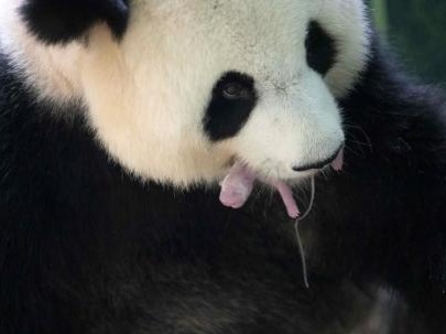 中国旅法大熊猫“欢欢”诞下双胞胎