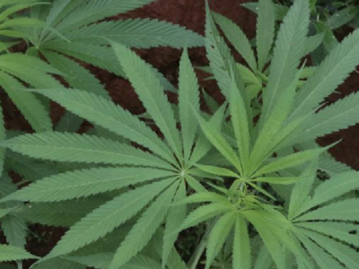 摩洛哥批准该国大麻产业合法化草案，禁止用于个人享乐