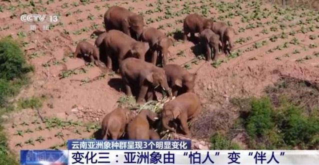 国家林草局：云南亚洲象种群呈现3个明显变化