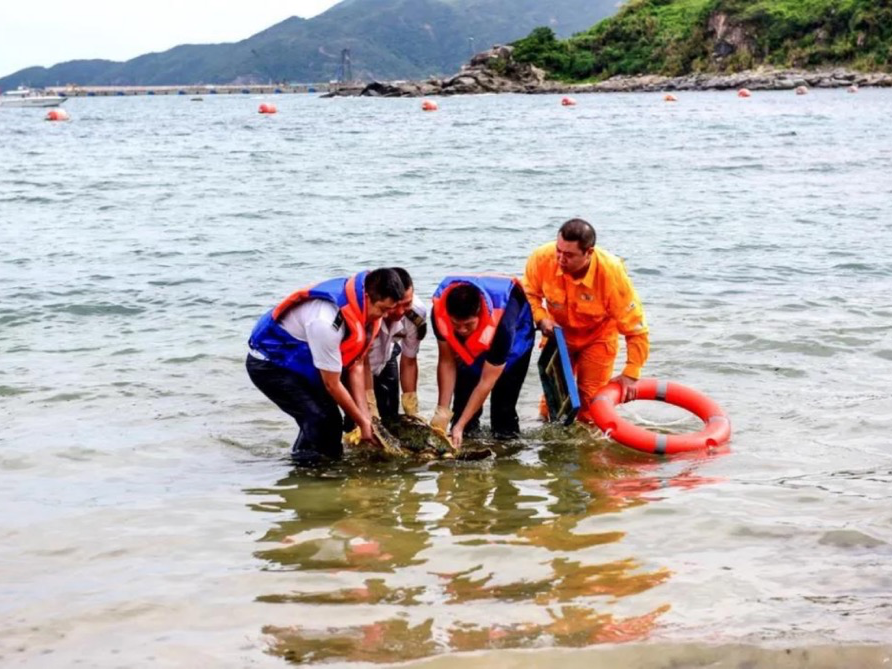 紧急救援国家一级保护动物！深汕海域近20年来首次发现搁浅绿海龟