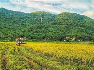 今年江门全市早稻预计总产量47万吨