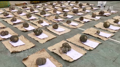 广西警方查获51株濒危植物龟甲牡丹