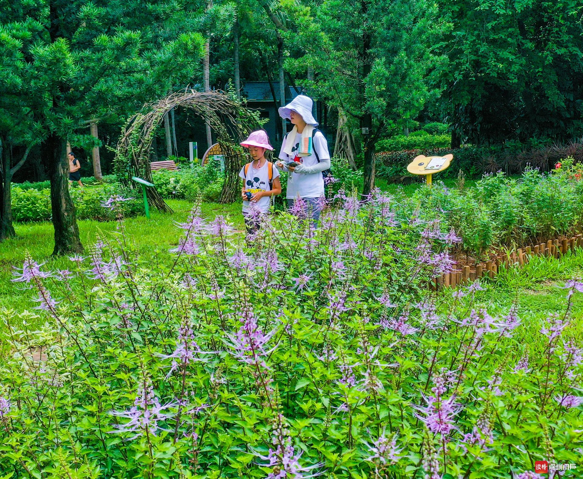 笔架山公园趣味植物迷你花园建成  90余种趣味植物等你来发现