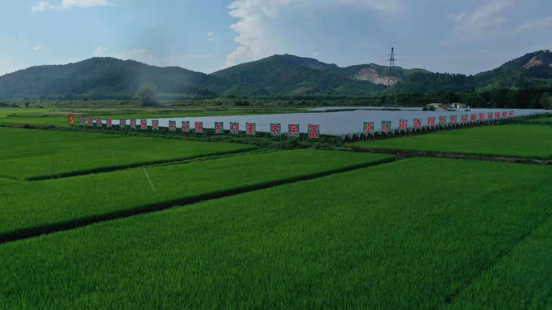 肇庆四会贞山成功流转土地3000亩，闲置荒地变“聚宝盆”