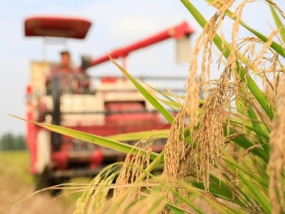 通过植物工厂技术，我国实现水稻生育周期减半重要突破