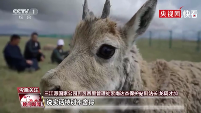 我国藏羚羊从不足7万增至30万只，三江源国家公园10多年零盗猎