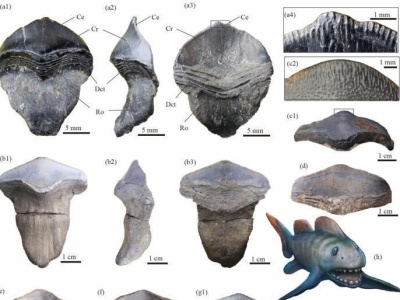 我国首次发现2.9亿年前史前巨鲨瓣齿鲨化石：跨洋迁徙的顶级捕食者