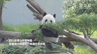 除了吃还要动！大熊猫华容的暑期安排