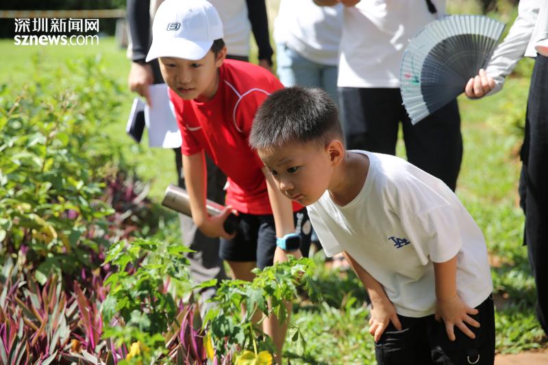 笔架山公园趣味植物迷你花园建成 90余种趣味植物等你来发现