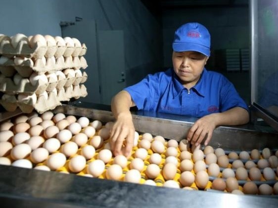 一个月上涨约20%，中国鸡蛋价格缘何飞涨？