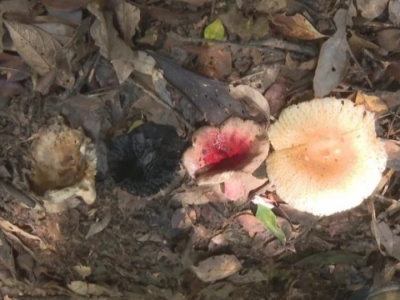广东祖孙3人食用毒蘑菇致死，长这样的菌菇别碰