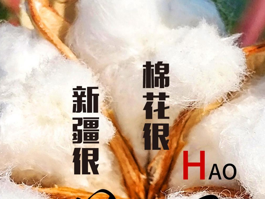 优秀奖 | 棉花很好新疆很美中国很强