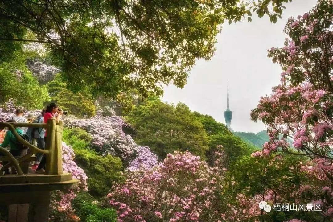 登山不再难，往返换乘易！梧桐山假日接驳巴士专线开行