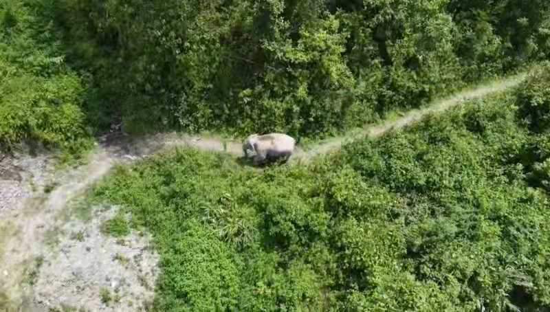 云南宁洱：28头野象在县内活动，注意防范