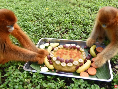深圳野生动物园国宝动物吃“中秋月饼”