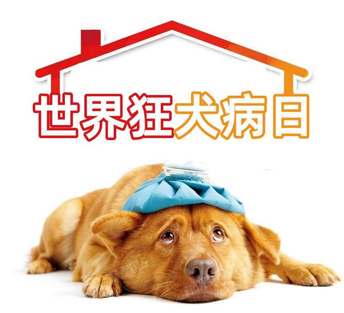 世界狂犬病日｜深圳疾控：被猫狗咬伤怎么办？