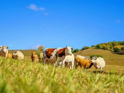 吃牛羊肉会得传染病？牛和羊都表示“这个锅不背”！