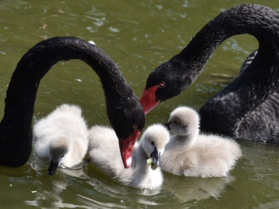 深圳野生动物园自然孵化天鹅宝宝茁壮成长