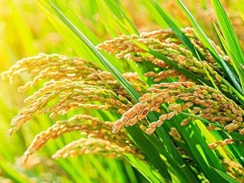 1603.9公斤！杂交水稻双季亩产创新纪录