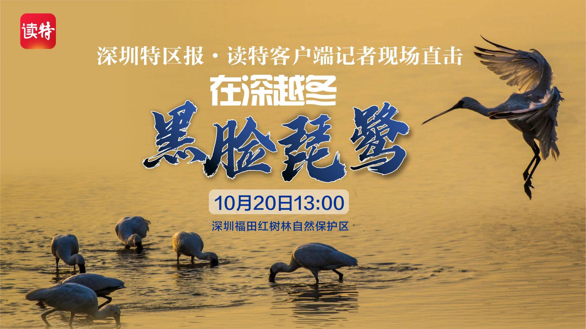 直播回顾｜深圳特区报·读特记者现场直击在深越冬黑脸琵鹭