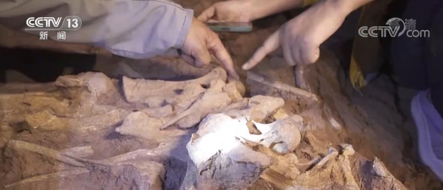 一眼穿越亿万年 重返侏罗纪 | “禄丰恐龙头朝东方”之谜，专家这样分析……