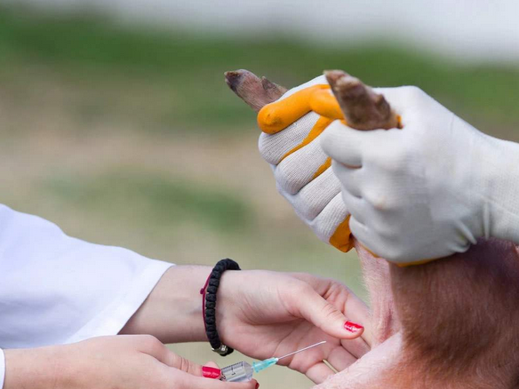 蒙古国一省近8000头牲畜感染口蹄疫