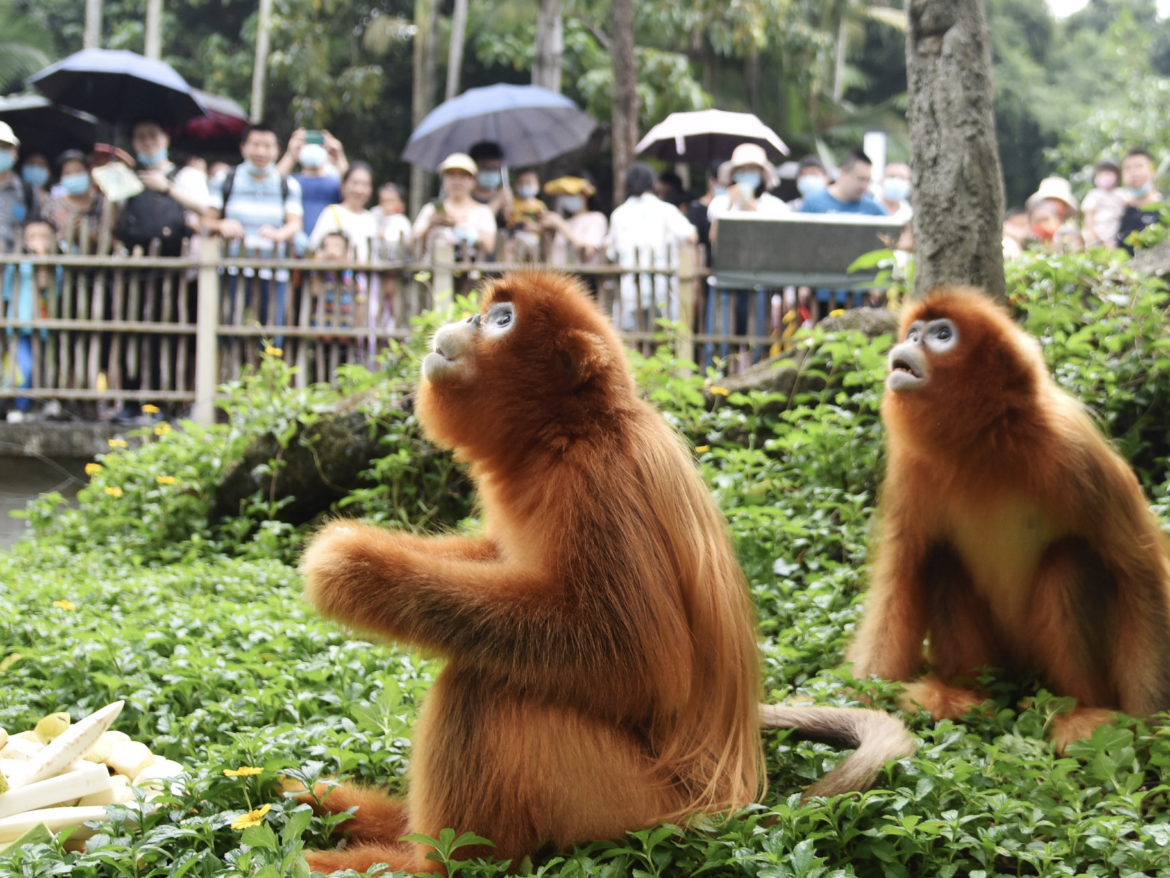 深圳野生动物园“国宝动物节”喜迎八方游客