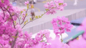 特上镜 86 | 深圳6层楼高的粉紫“瀑布”，你去打卡了吗？